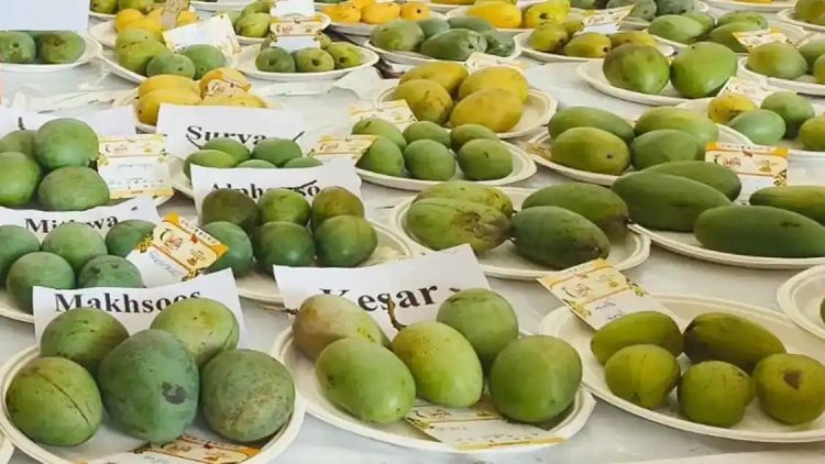 आज से तीन दिवसीय राष्ट्रीय आम महोत्सव : 250 से अधिक किस्मों की खुशबू से महकेगा कृषि मंडपम, राज्यपाल करेंगे शुभारंभ